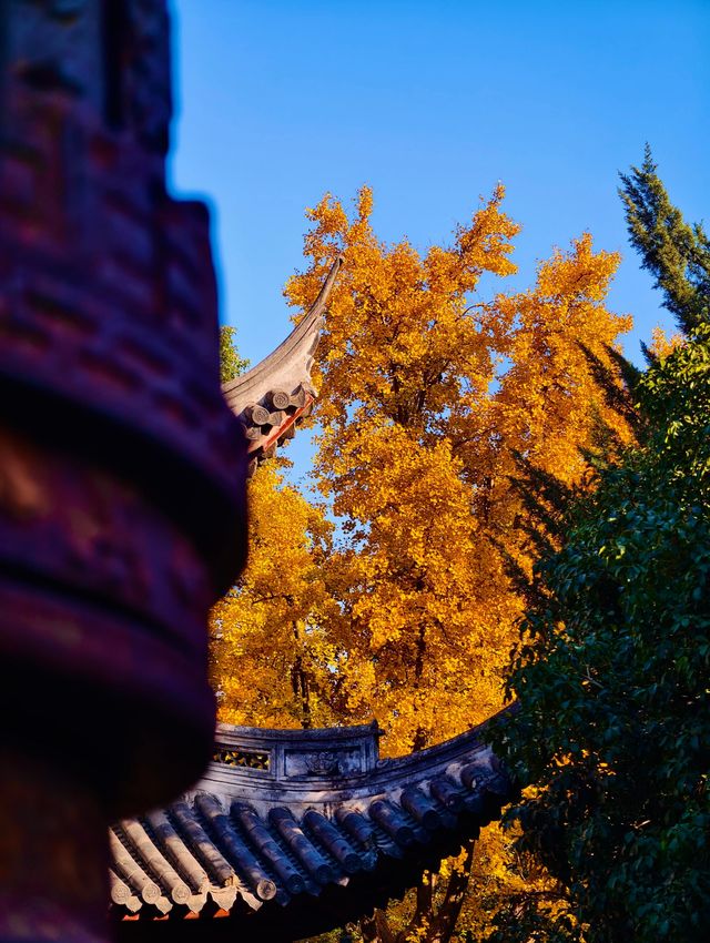 古剎追秋|北宋古寺、銀杏還有貓貓誰說秋意只在枝頭? 古剎追秋|北宋古寺、銀杏還有貓貓誰說秋意只在枝頭?