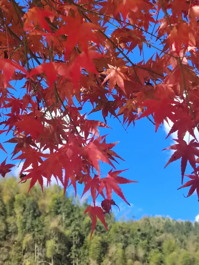 不是京都!實況無調色 不是京都!實況無調色