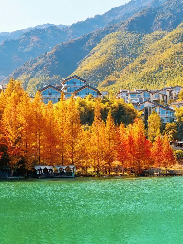 就現在！安吉的秋天已經美成next level！