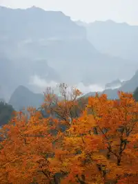 赴光霧山,收藏秋季限定浪漫