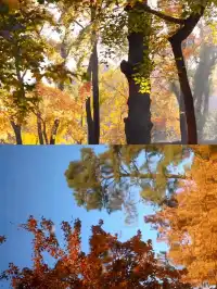 天平山‖我宣布我找的機位拍得最好看~