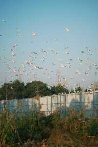 淀山湖喜來登偶遇網紅黑貓店長|松下S9膠片風大片