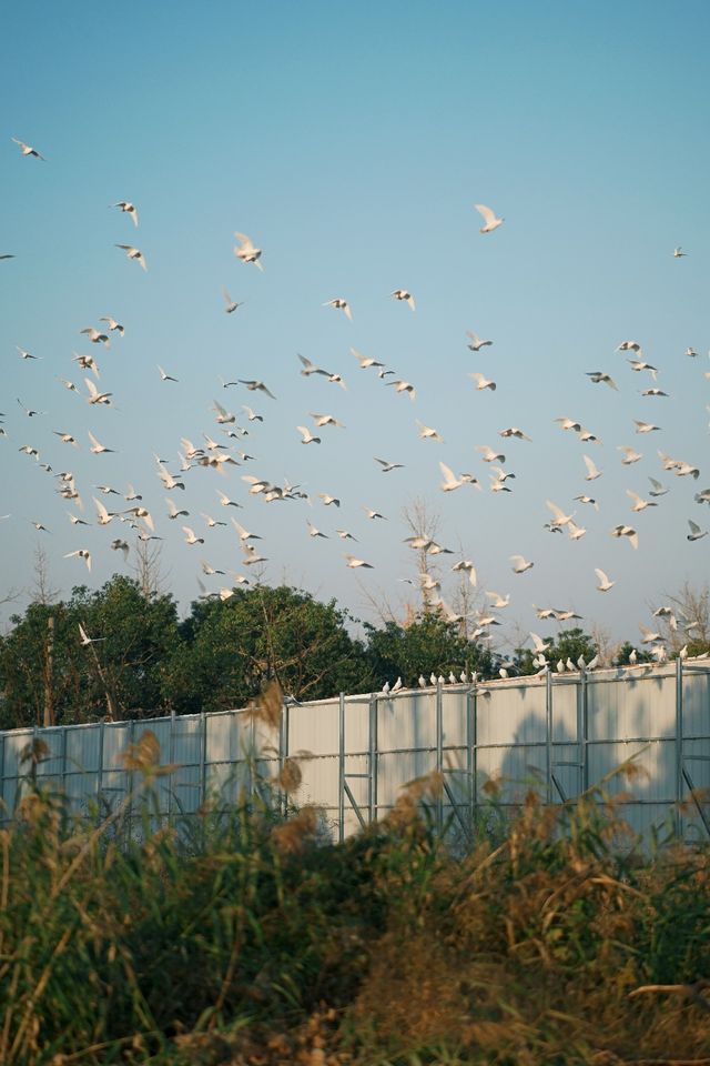 淀山湖喜來登偶遇網紅黑貓店長|松下S9膠片風大片 淀山湖喜來登偶遇網紅黑貓店長|松下S9膠片風大片