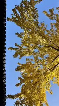 為了一棵樹來了瞻園|全屏感受金陵第一園