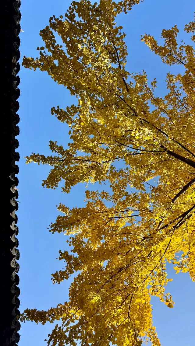 為了一棵樹來了瞻園|全屏感受金陵第一園 為了一棵樹來了瞻園|全屏感受金陵第一園