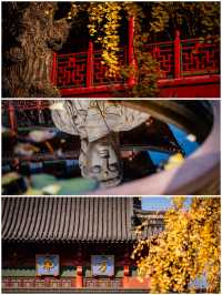 南京秋日毗盧寺的銀杏與佛光