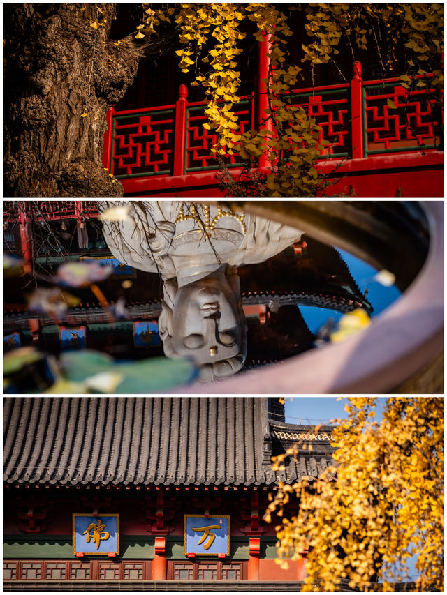 南京秋日毗盧寺的銀杏與佛光 南京秋日毗盧寺的銀杏與佛光