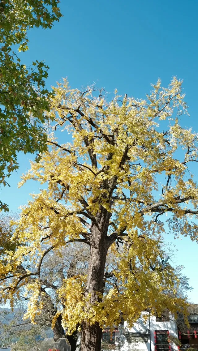 南京周邊遊——皖南的秋