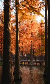上海這裡的水杉林已到最佳觀賞期
