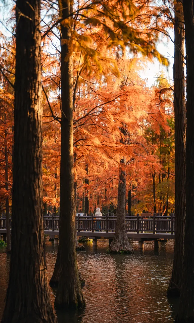 上海這裡的水杉林已到最佳觀賞期