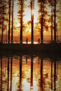 接下來的武漢，一定別錯過處絕美紅杉林