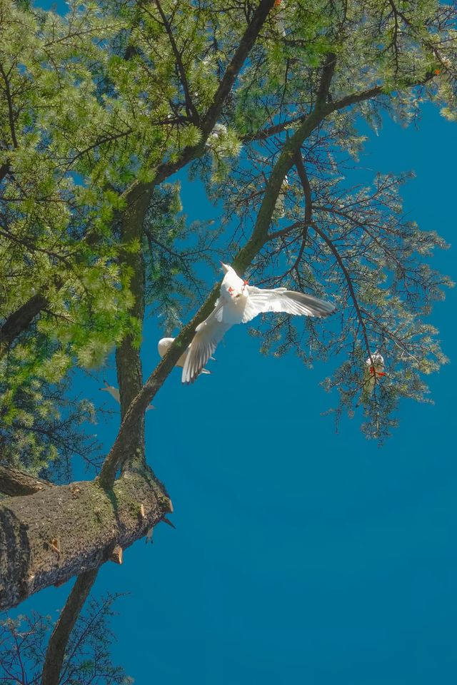 昆明翠湖絕美打卡點!海鷗與樹共舞的仙境 昆明翠湖絕美打卡點!海鷗與樹共舞的仙境