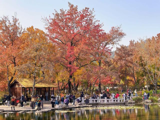 蘇州採楓絕佳打卡地|秋日氛圍感拉滿 蘇州採楓絕佳打卡地|秋日氛圍感拉滿