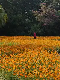 深圳羅湖市區浪漫黃色花海|東湖公園黃秋英