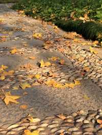 超全南京愚園冬日攻略！小眾玩法+拍照機位大公開