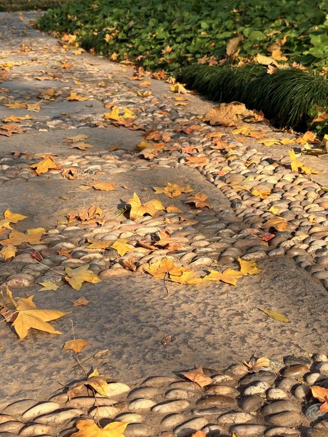 超全南京愚園冬日攻略！小眾玩法+拍照機位大公開