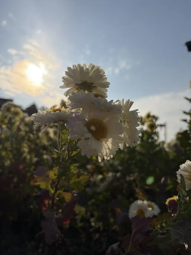 烏村農耕集|打卡藏在烏鎮古村的杭白菊花海 烏村農耕集|打卡藏在烏鎮古村的杭白菊花海