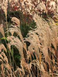 蘆雪搖冬,野趣沔青