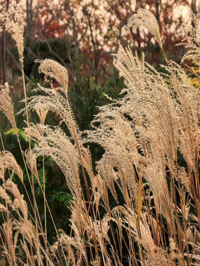 蘆雪搖冬,野趣沔青 蘆雪搖冬,野趣沔青