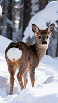 長白山旅遊,沒看到天池等於白來?這份攻略讓你不留遺憾