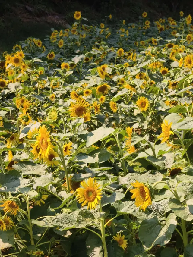 무한 주변 여행｜영산 사계절 꽃바다 5월 1일 연휴 절경 꽃구경 명소