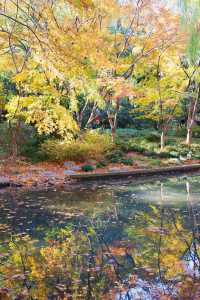 魔都市中心的“小京都”!延中廣場公園秋日拍照封神攻略