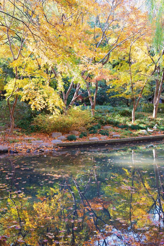 魔都市中心的“小京都”!延中廣場公園秋日拍照封神攻略 魔都市中心的“小京都”!延中廣場公園秋日拍照封神攻略