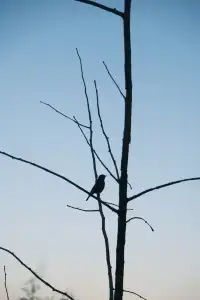 西山貓貓菁日出、晨霧、圓月