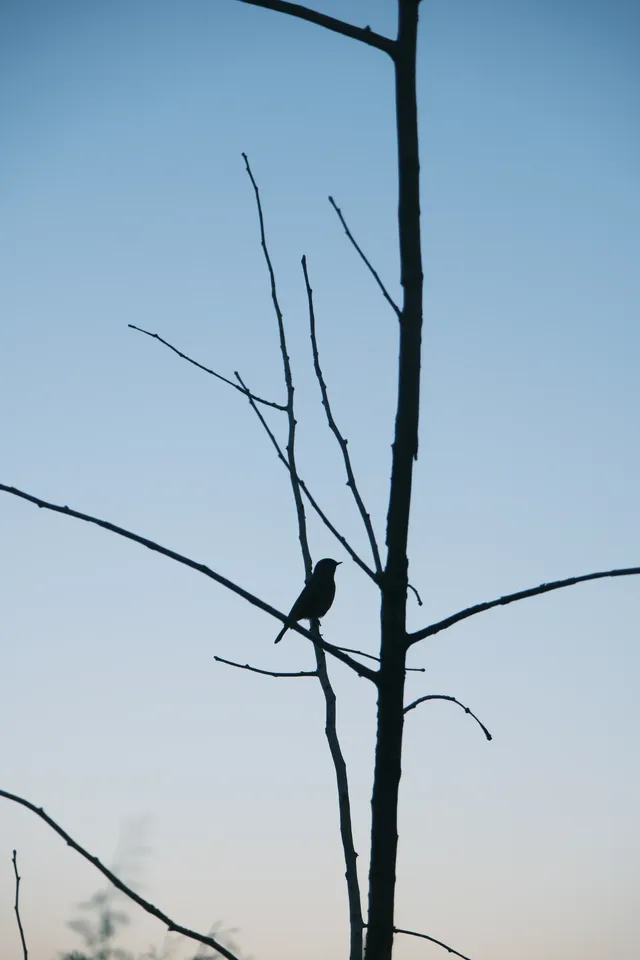 西山貓貓菁日出、晨霧、圓月 西山貓貓菁日出、晨霧、圓月