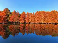 南京秋日封神路線燕雀湖+梧桐大道+美齡宮