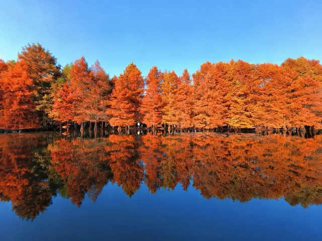 南京秋日封神路線燕雀湖+梧桐大道+美齡宮 南京秋日封神路線燕雀湖+梧桐大道+美齡宮