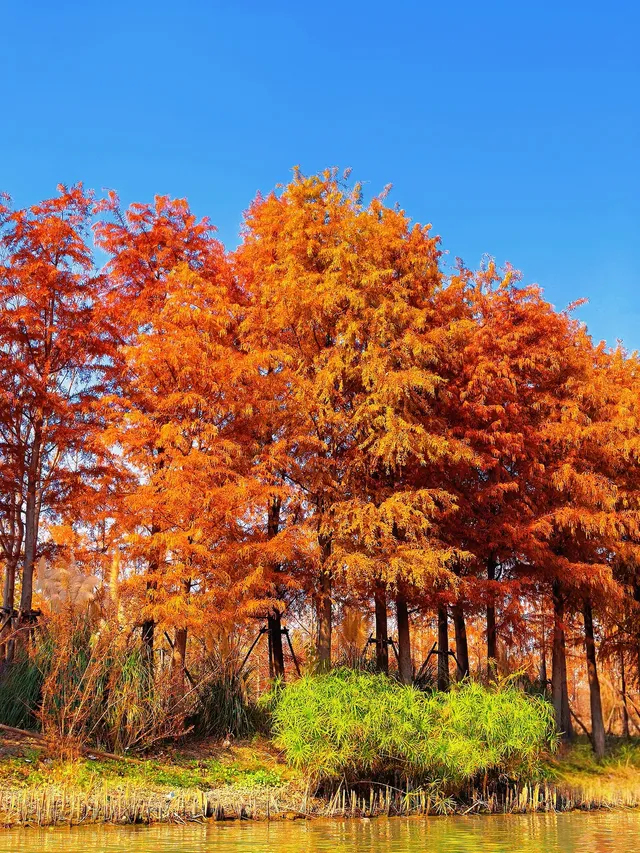 上海秋冬限定浪漫!劃進緋紅水杉秘境裡… 上海秋冬限定浪漫!劃進緋紅水杉秘境裡…