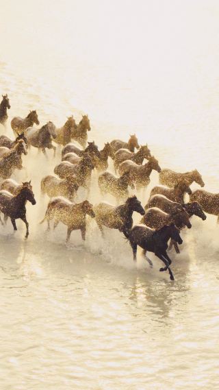 2026, Add “Horse” to Your Travels