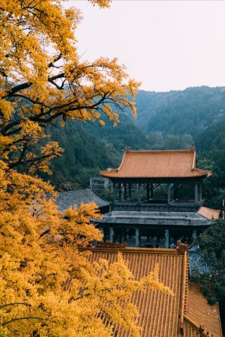 Strolling through the Ancient Temple under the Millennium Ginkgo Tree