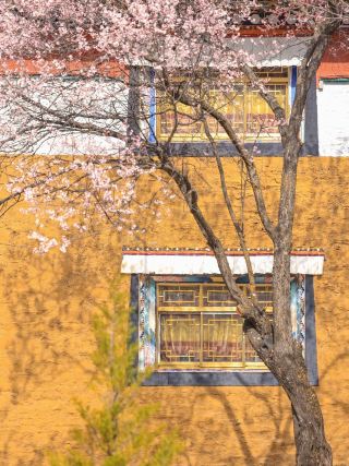 สถานที่ท่องเที่ยวที่ซ่อนเร้นในทิเบต | ร่วมทัวร์ถ่ายภาพเพื่อเยี่ยมชมวัดสวนลูกพีชอายุร้อยปี