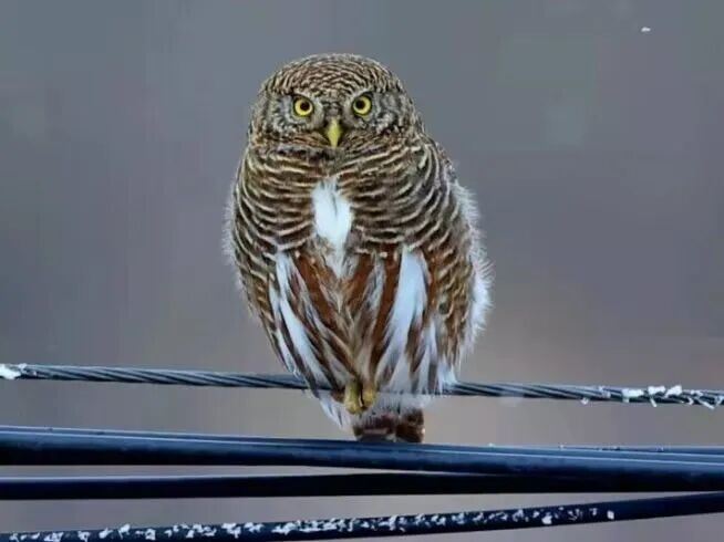 ミミズク バードカービング フクロウ 深圳湾のミミズクの偶然の出会いが話題に、国家二級保護動物がバード