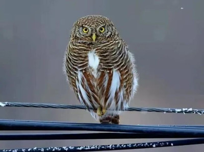 ミミズク バードカービング フクロウ 深圳湾のミミズクの偶然の出会いが話題に、国家二級保護動物がバード