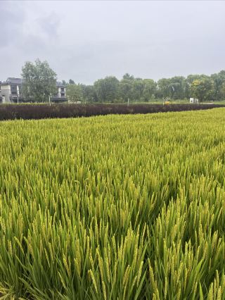 I finally found a private hot spring courtyard resort near Beijing