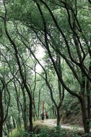 Chongqing Nanshan Hiking | Beginner-Friendly · Sculpture Park Loop