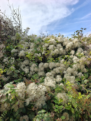Hiking the stunning White Cliffs of London with Trip.com—exhausting but worth every step