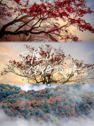 ワウ山雲海と色鮮やかな森完全ガイド