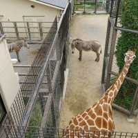 キリンを上からも下からも観察できる　京都市動物園
