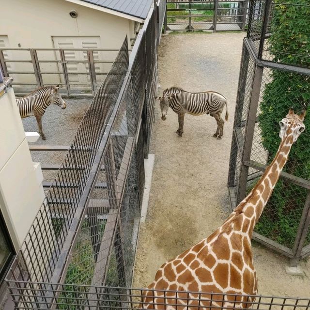 キリンを上からも下からも観察できる　京都市動物園