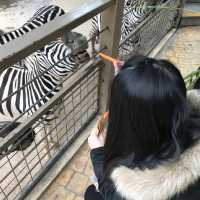 即日來回一日遊😆親子遊最佳地點🥰深圳野生動物園
