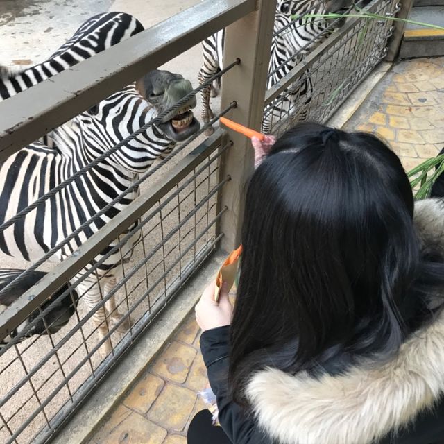 即日來回一日遊😆親子遊最佳地點🥰深圳野生動物園