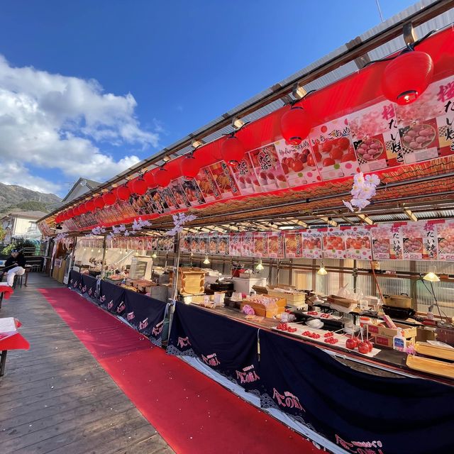 日本 河津 櫻花祭