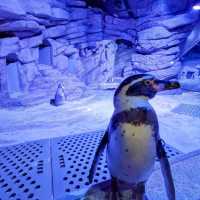 Aquaria Phuket