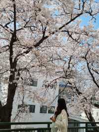 정독도서관 벚꽃 스팟🌸🌸🌸