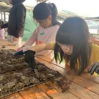 本地海排 x 珍珠養殖場 🐚