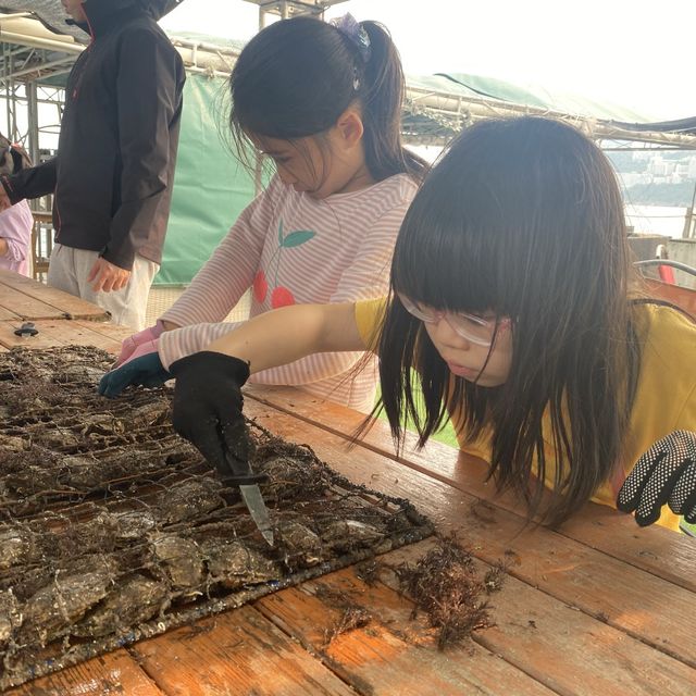 本地海排 x 珍珠養殖場 🐚  本地海排 x 珍珠養殖場 🐚